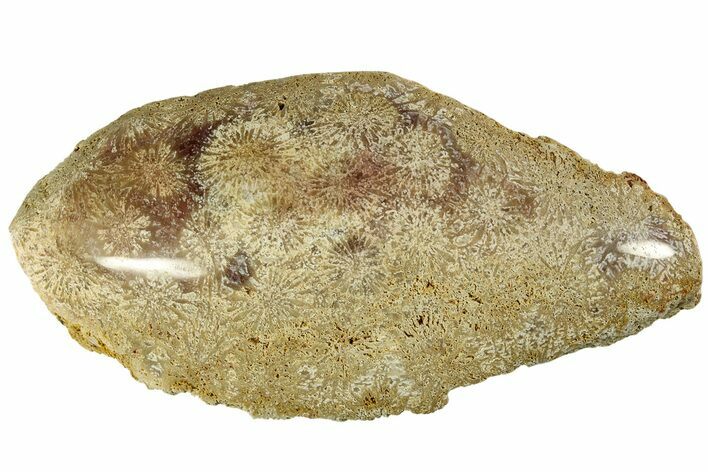 Polished Fossil Coral Head - Indonesia #210918